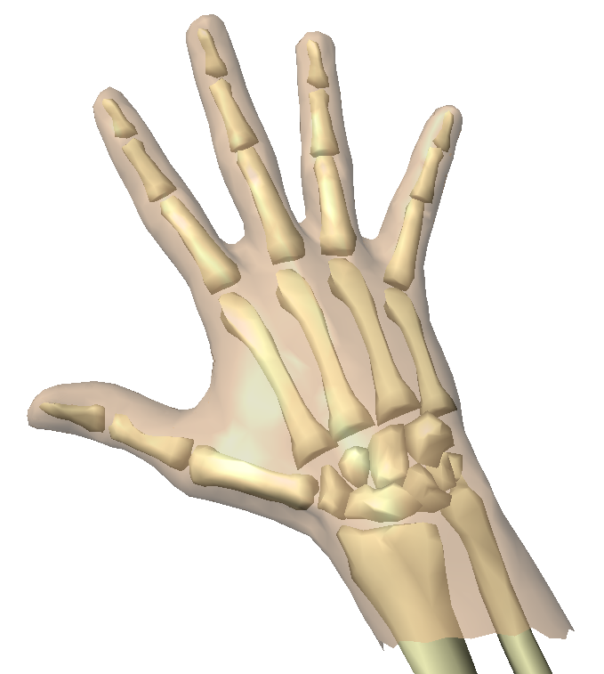 Hand bone. Скелет ладони. Кости руки. Скелет руки человека. Кости ладони человека.